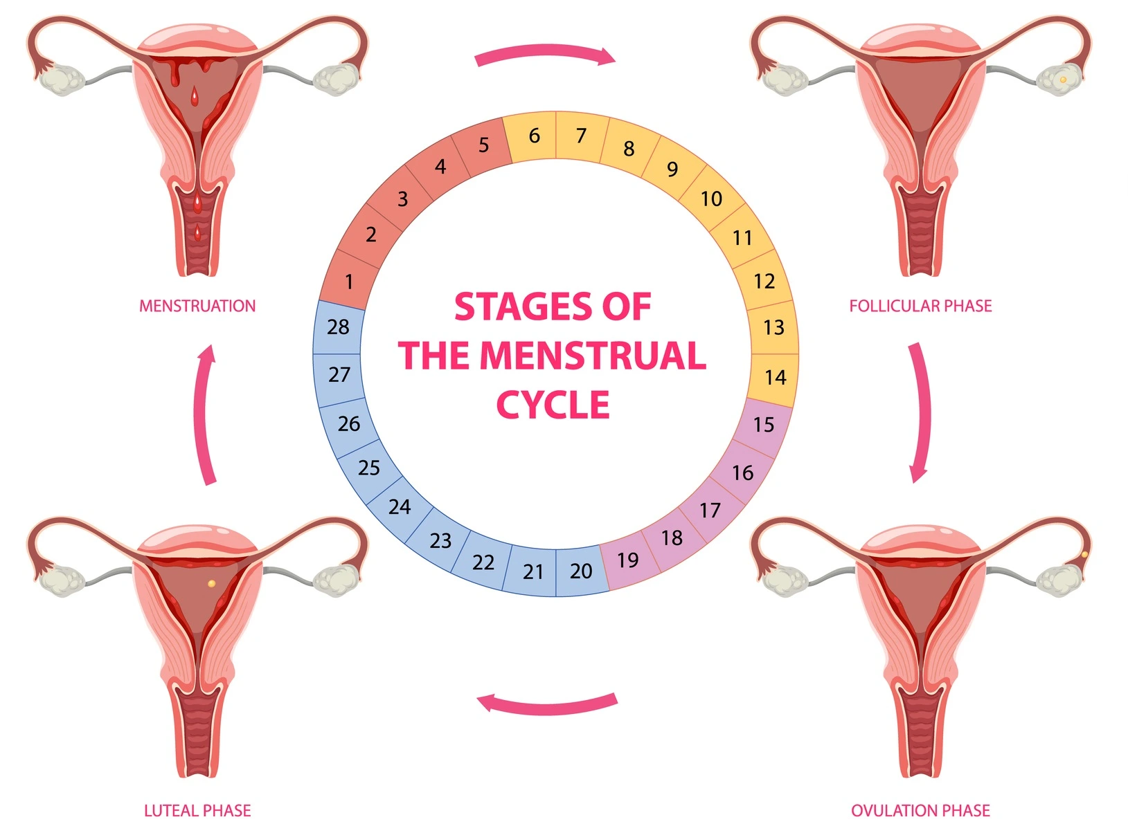fasa kitaran haid